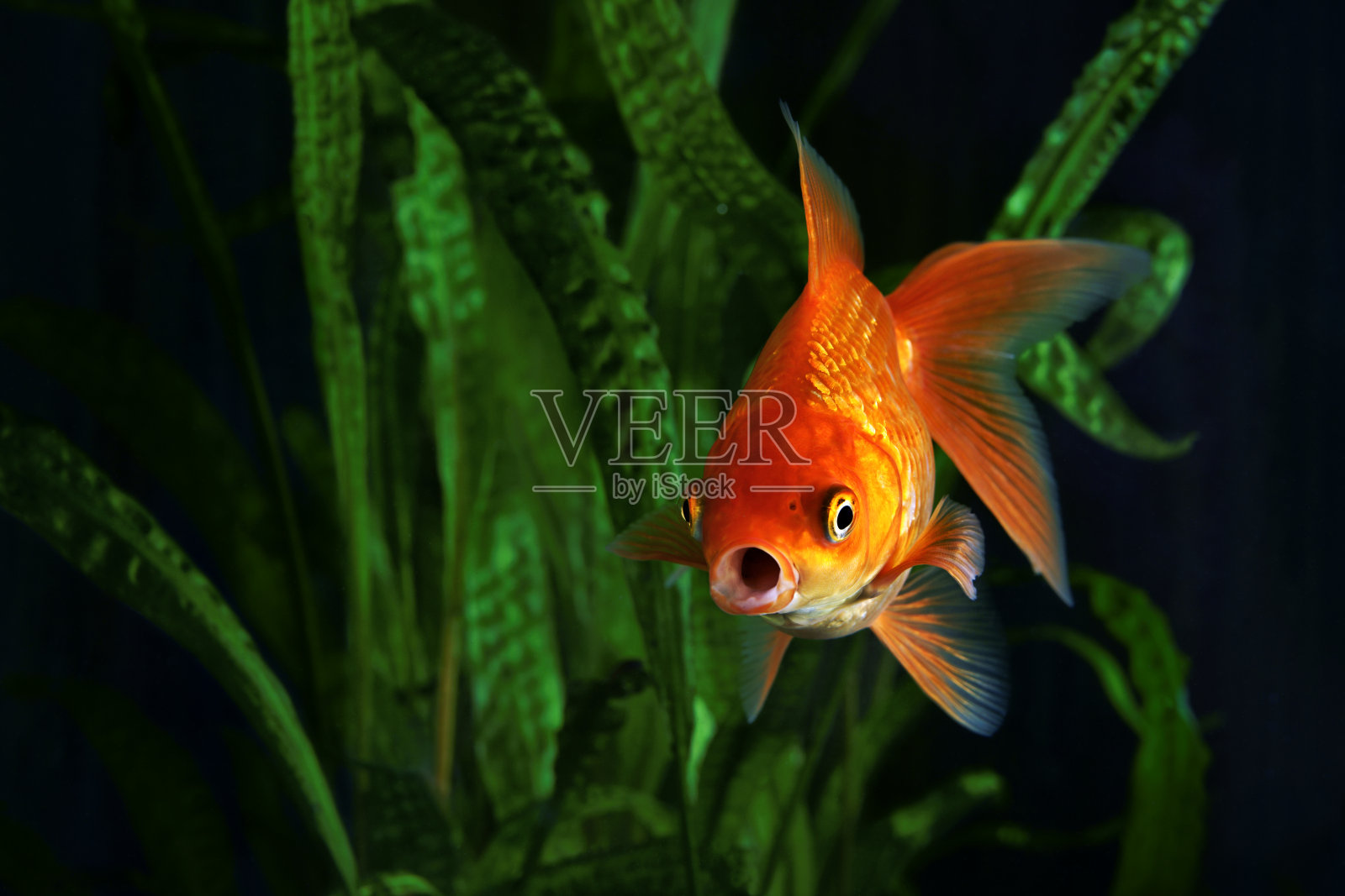 金鱼，水族，一种以鱼为背景的水生植物照片摄影图片