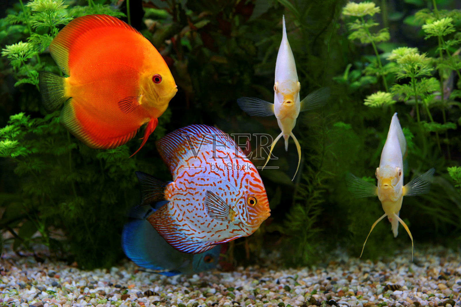 七彩鱼(合藻目)，水族馆里的多色慈鲷照片摄影图片