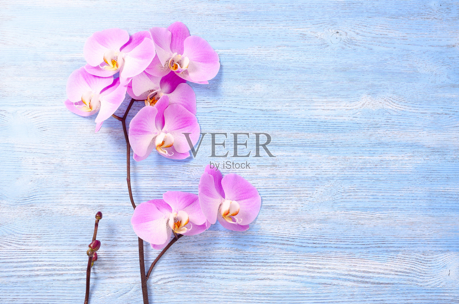 新鲜的玫瑰兰花花和一小束带蓓蕾的蓝色复古木制背景照片摄影图片