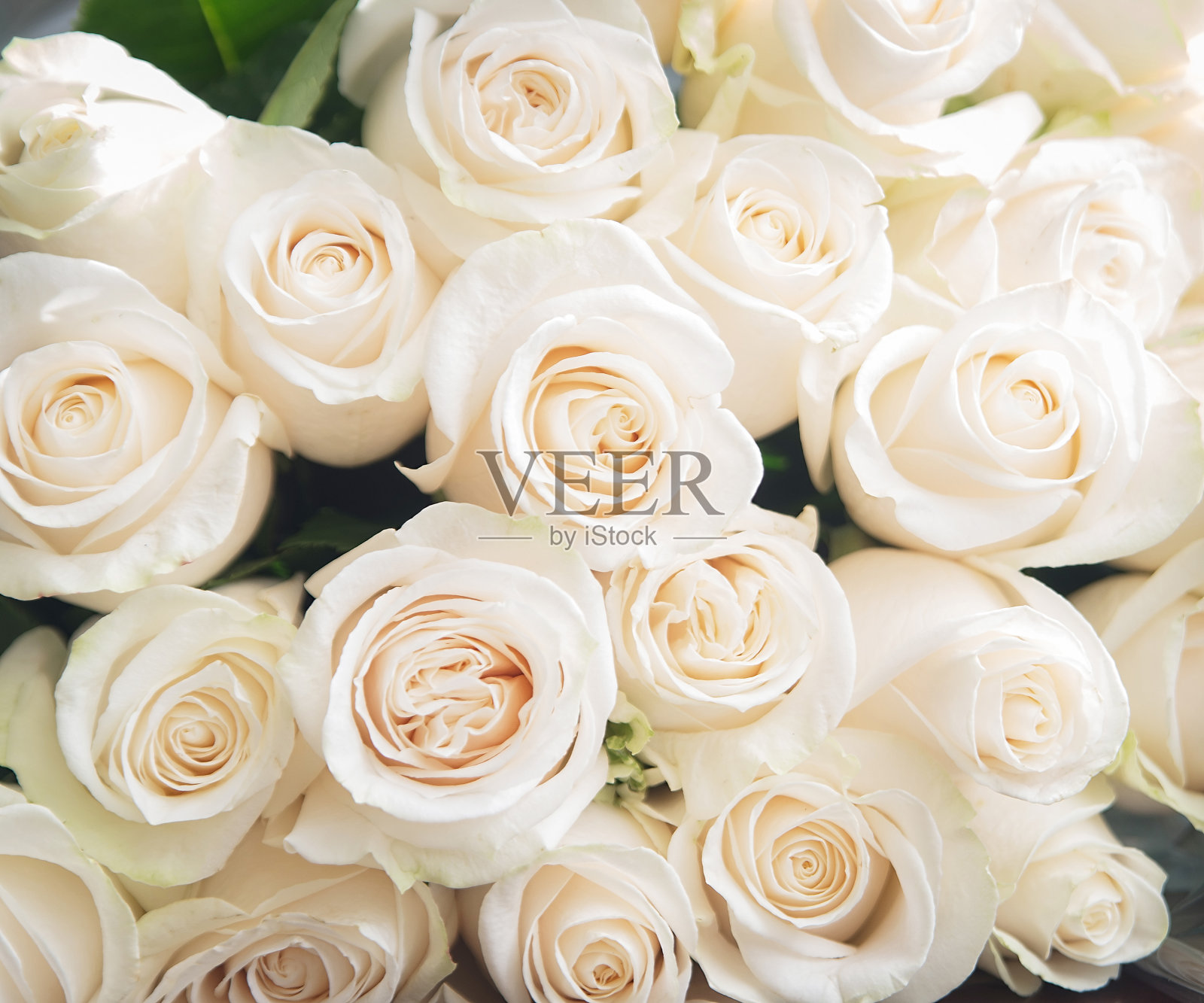 白玫瑰的背景。自然,鲜花,花束照片摄影图片