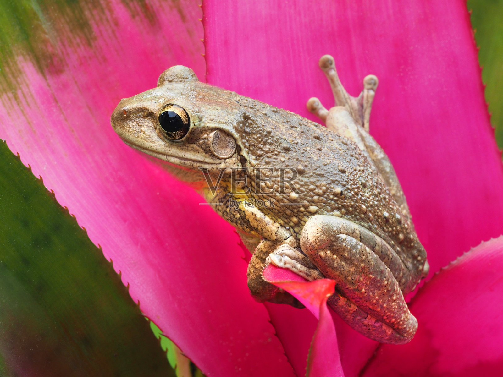 一种粉红色热带凤梨上的古巴树蛙照片摄影图片