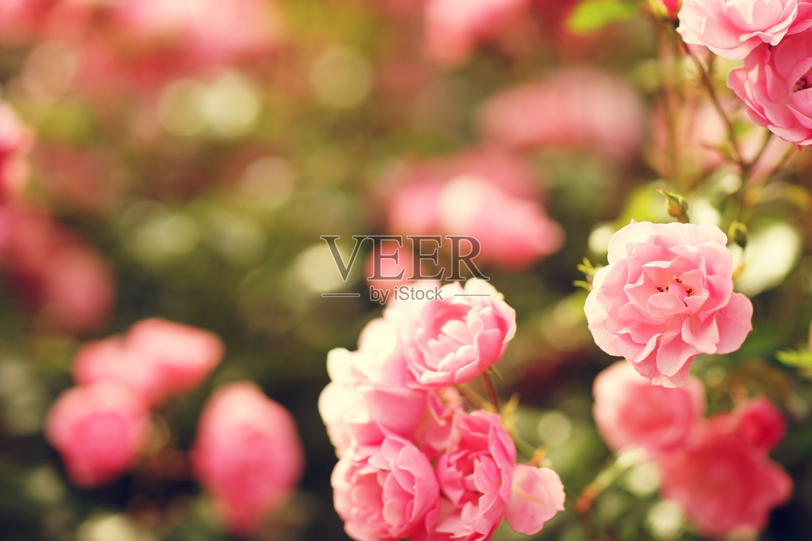 粉红色的玫瑰花照片摄影图片