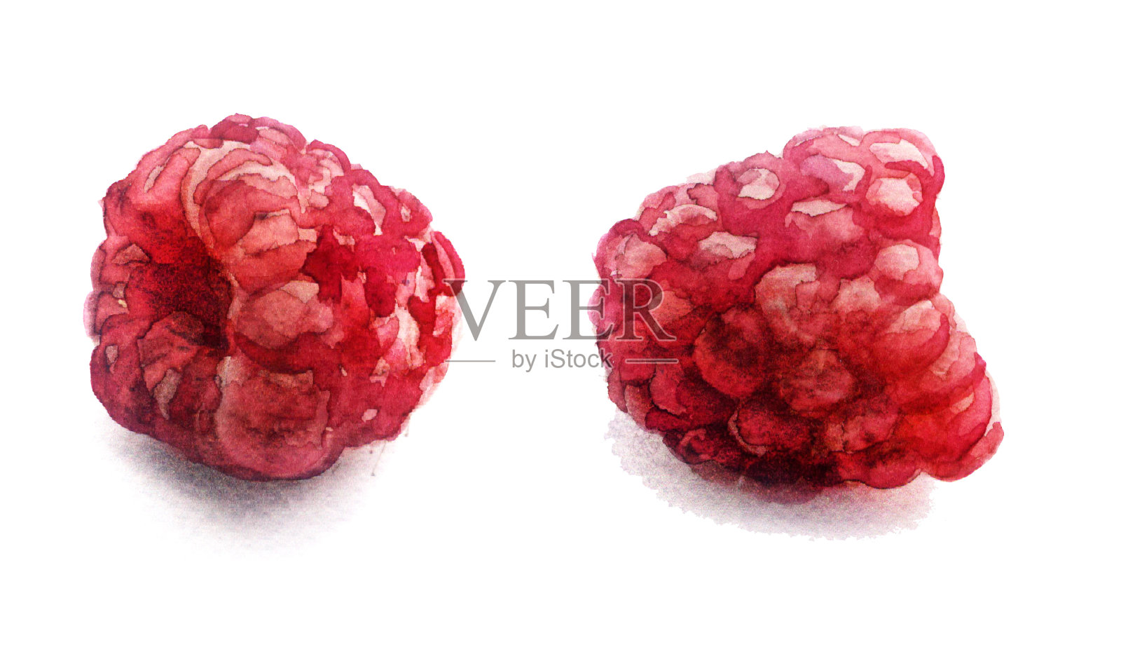 水彩素描:新鲜的树莓在白色的背景插画图片素材