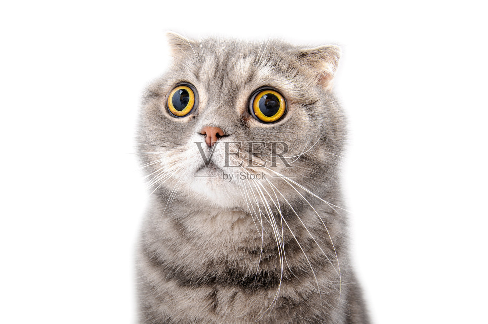 一个受惊吓的猫的特写肖像。苏格兰折耳猫繁殖。照片摄影图片