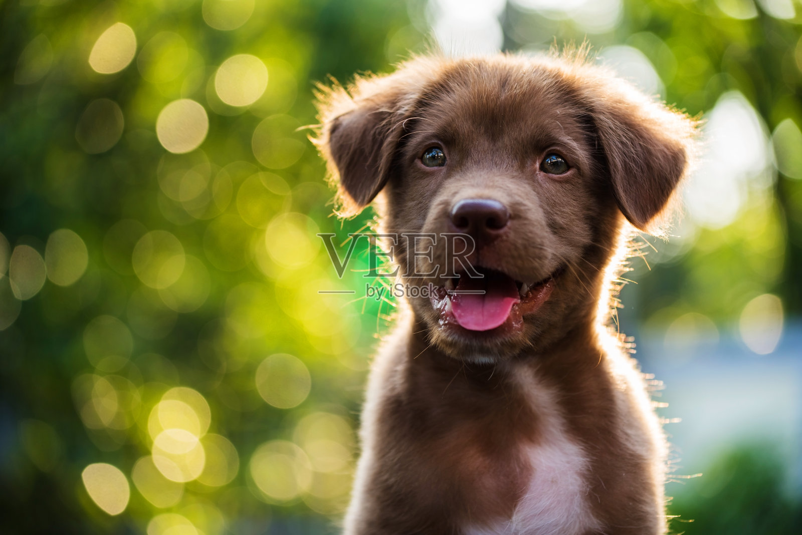 肖像棕色小狗与散焦背景照片摄影图片