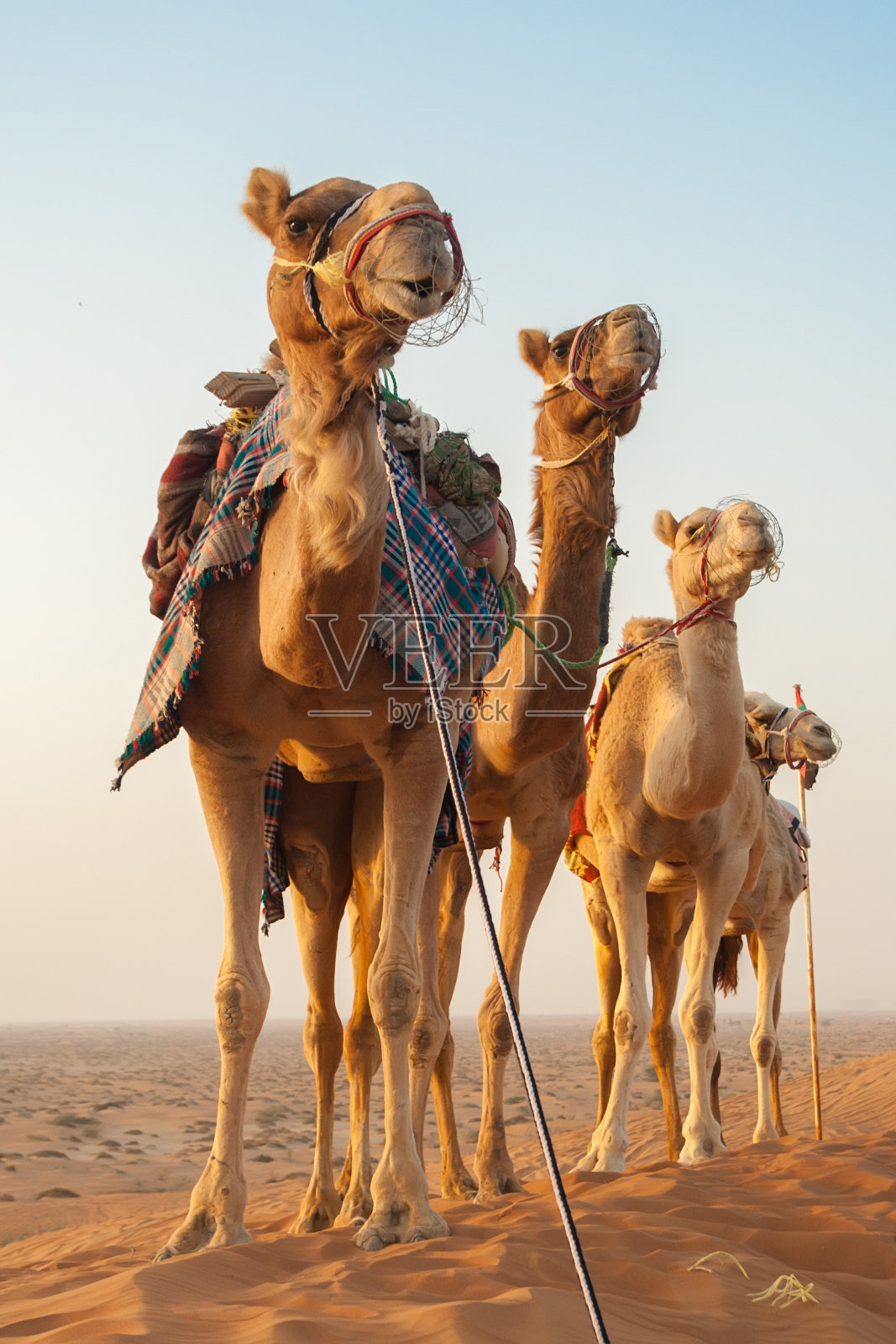 沙漠中的骆驼照片摄影图片