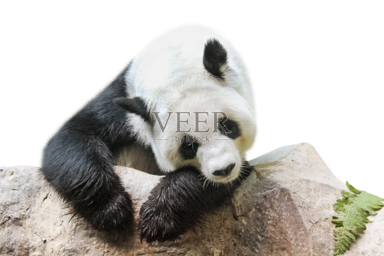 大熊猫的肖像照片摄影图片
