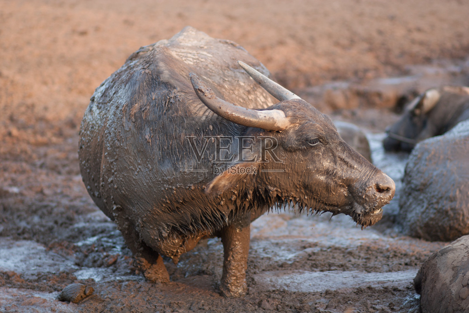 泥中的水牛照片摄影图片