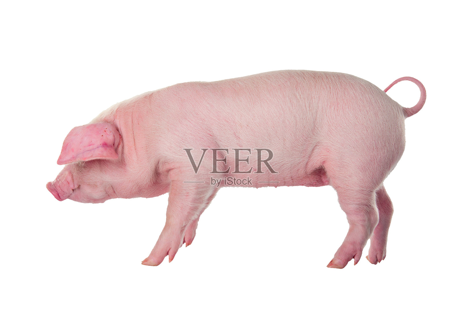 丹麦长白猪品种。在白色背景上隔离照片摄影图片