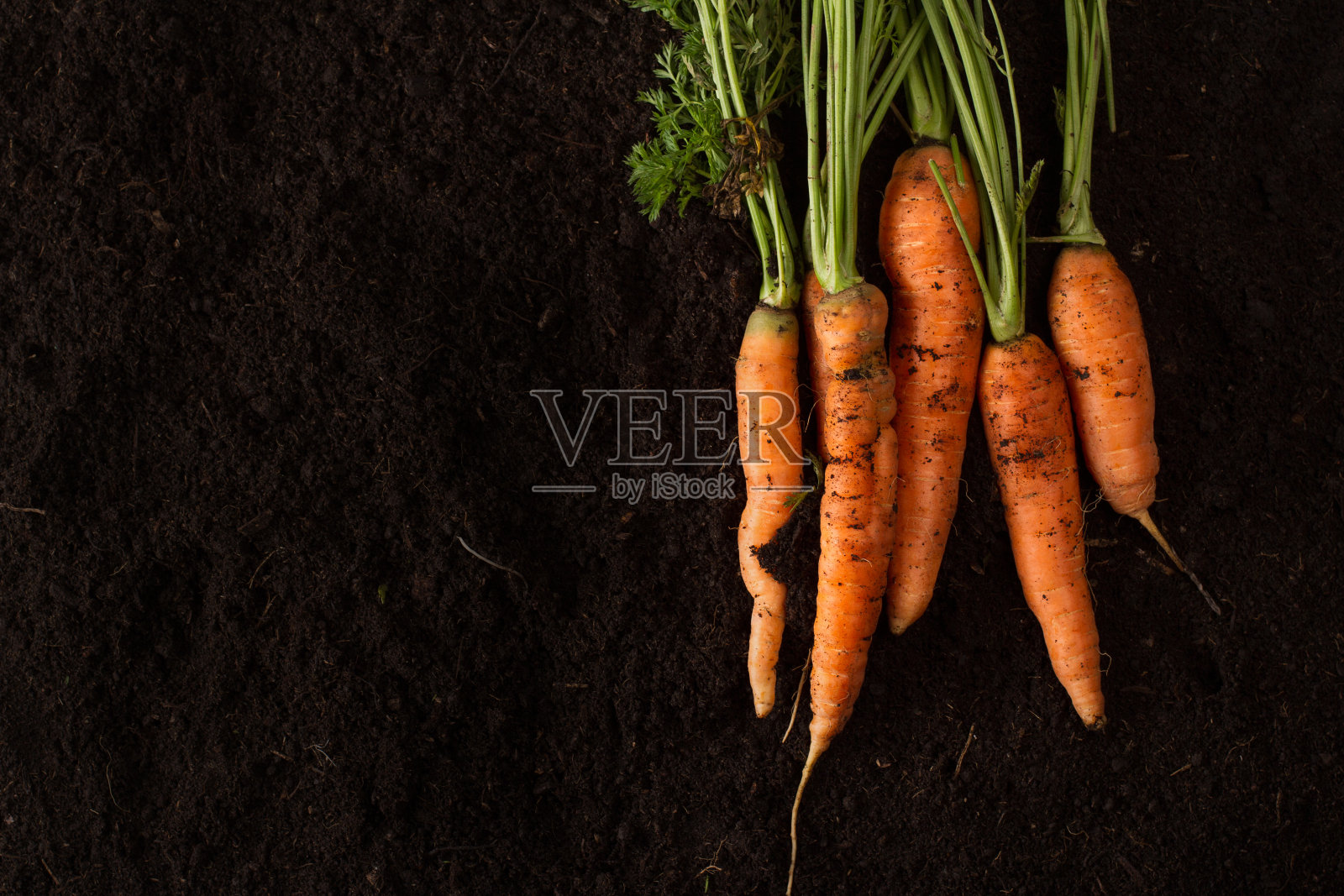 新鲜胡萝卜在深色土壤背景纹理照片摄影图片