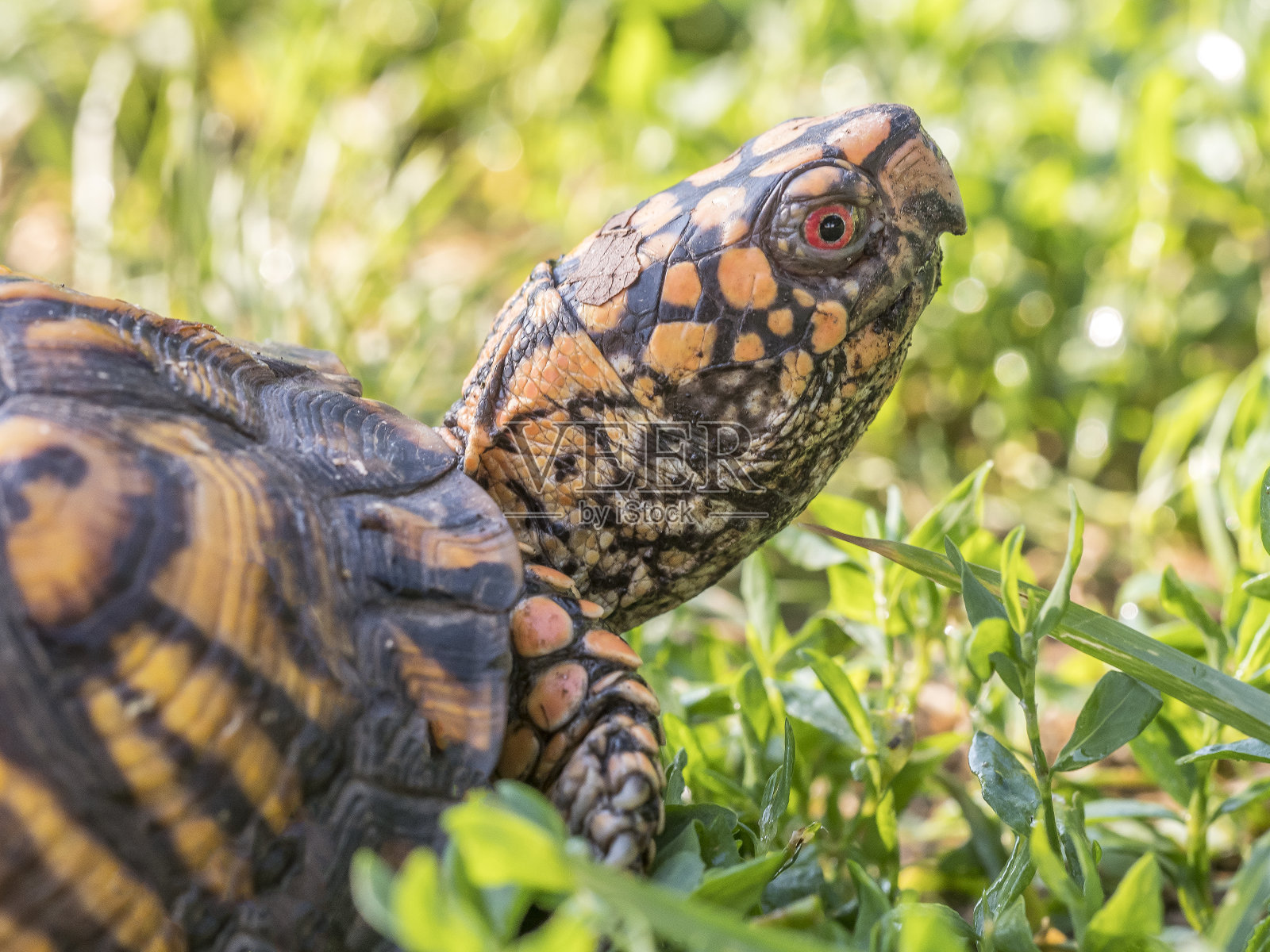 东箱龟，卡罗来纳州Terrapene照片摄影图片