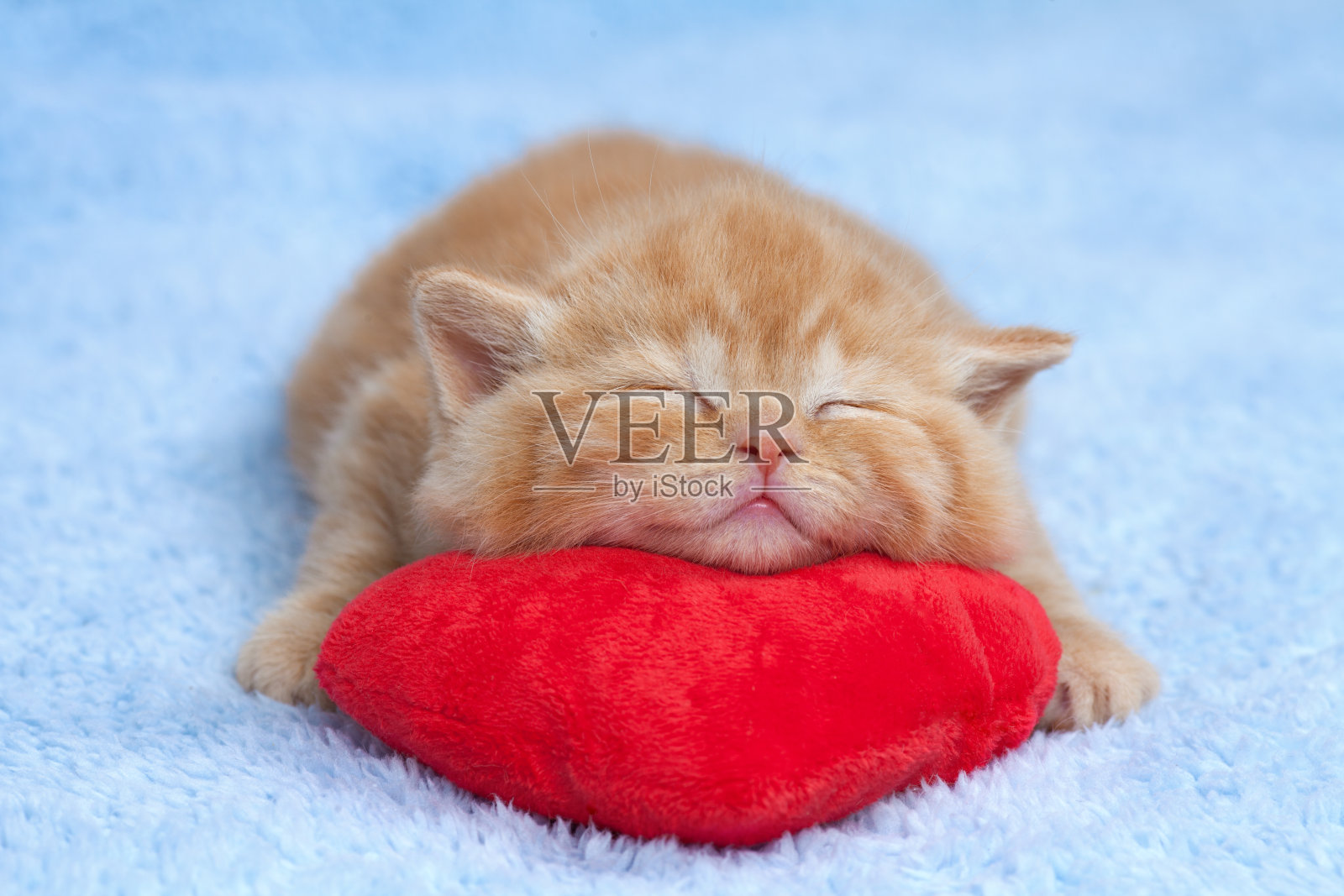 小猫睡在红色的心形枕头上照片摄影图片