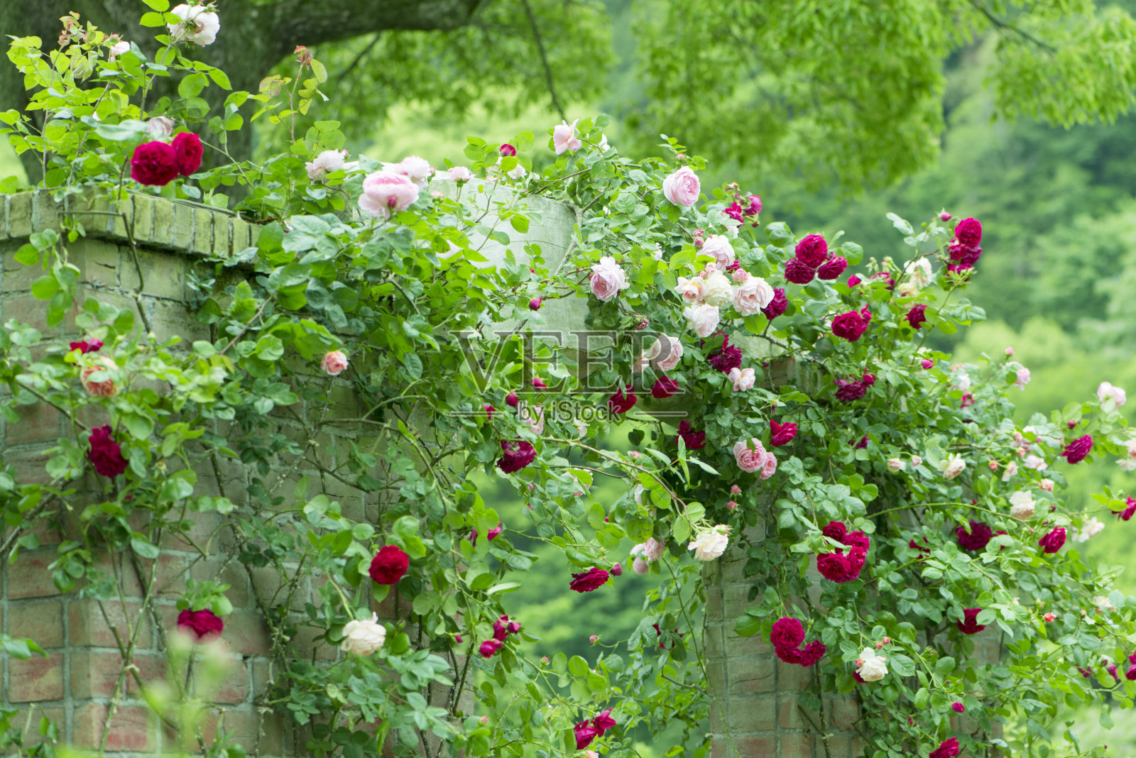 玫瑰花园照片摄影图片