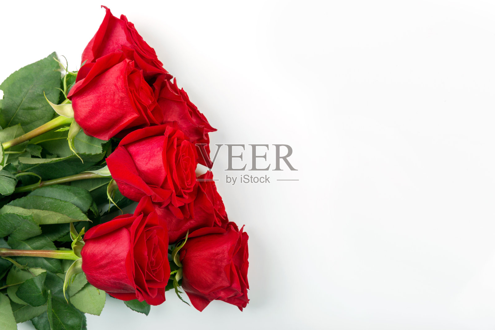 白色背景上的红玫瑰照片摄影图片