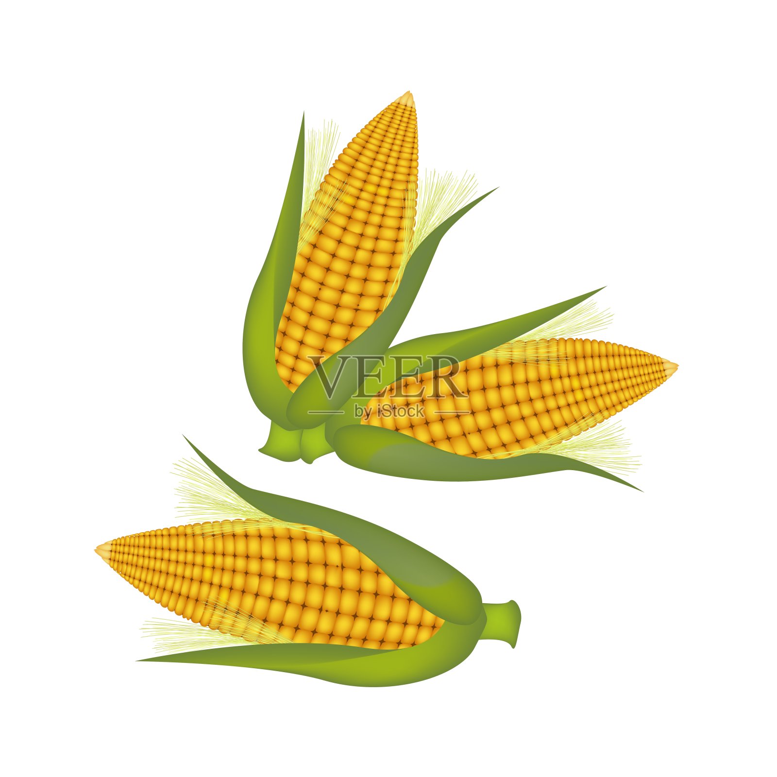 三穗带皮带丝的玉米插画图片素材