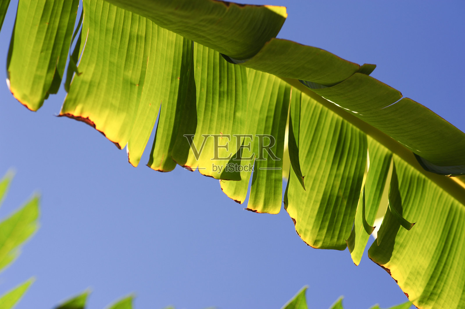 香蕉的绿色叶子照片摄影图片