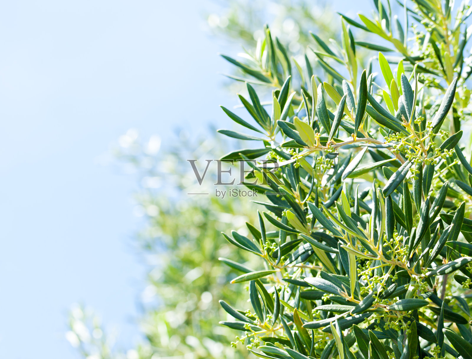 蓝色天空下的橄榄枝特写照片摄影图片