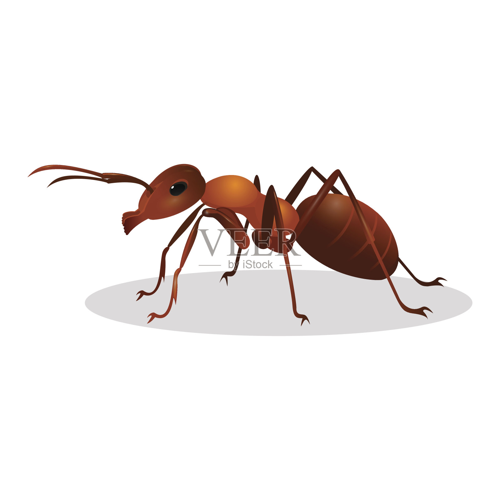 棕色蚂蚁孤立在白色上。昆虫图标。白蚁。设计元素图片