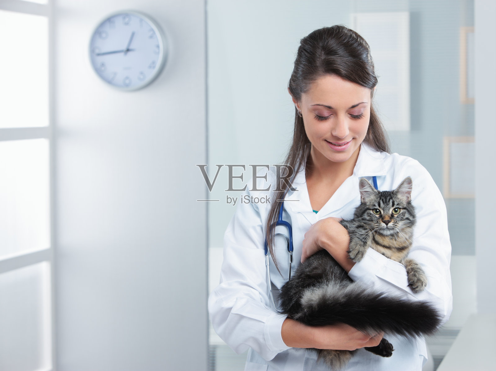 兽医抱着一只健康的灰色长毛虎斑猫照片摄影图片