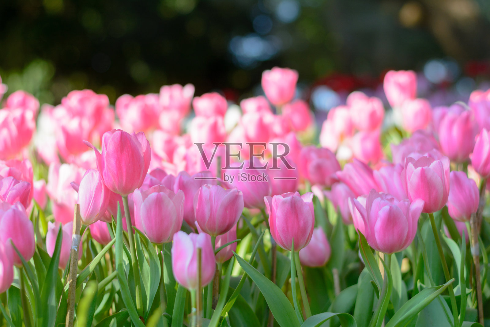 粉红色的郁金香在花园里和散景的背景照片摄影图片