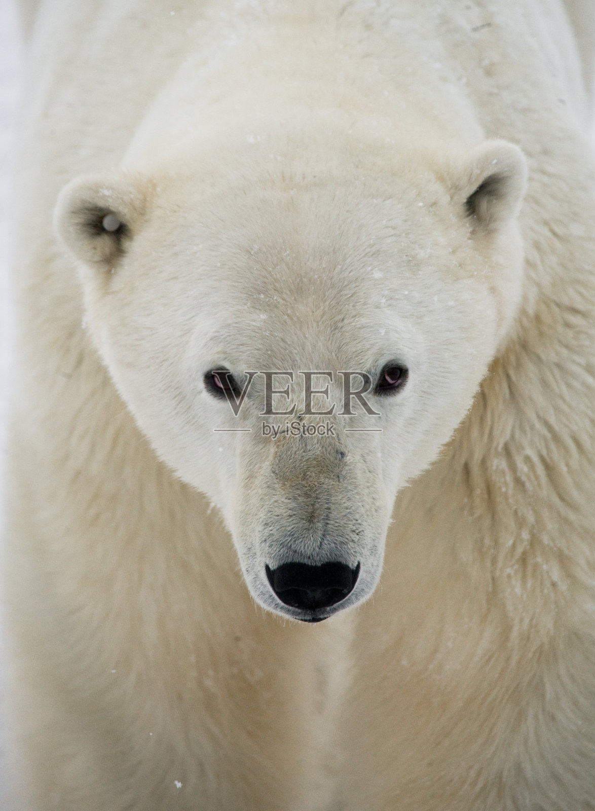 北极熊的肖像。照片摄影图片