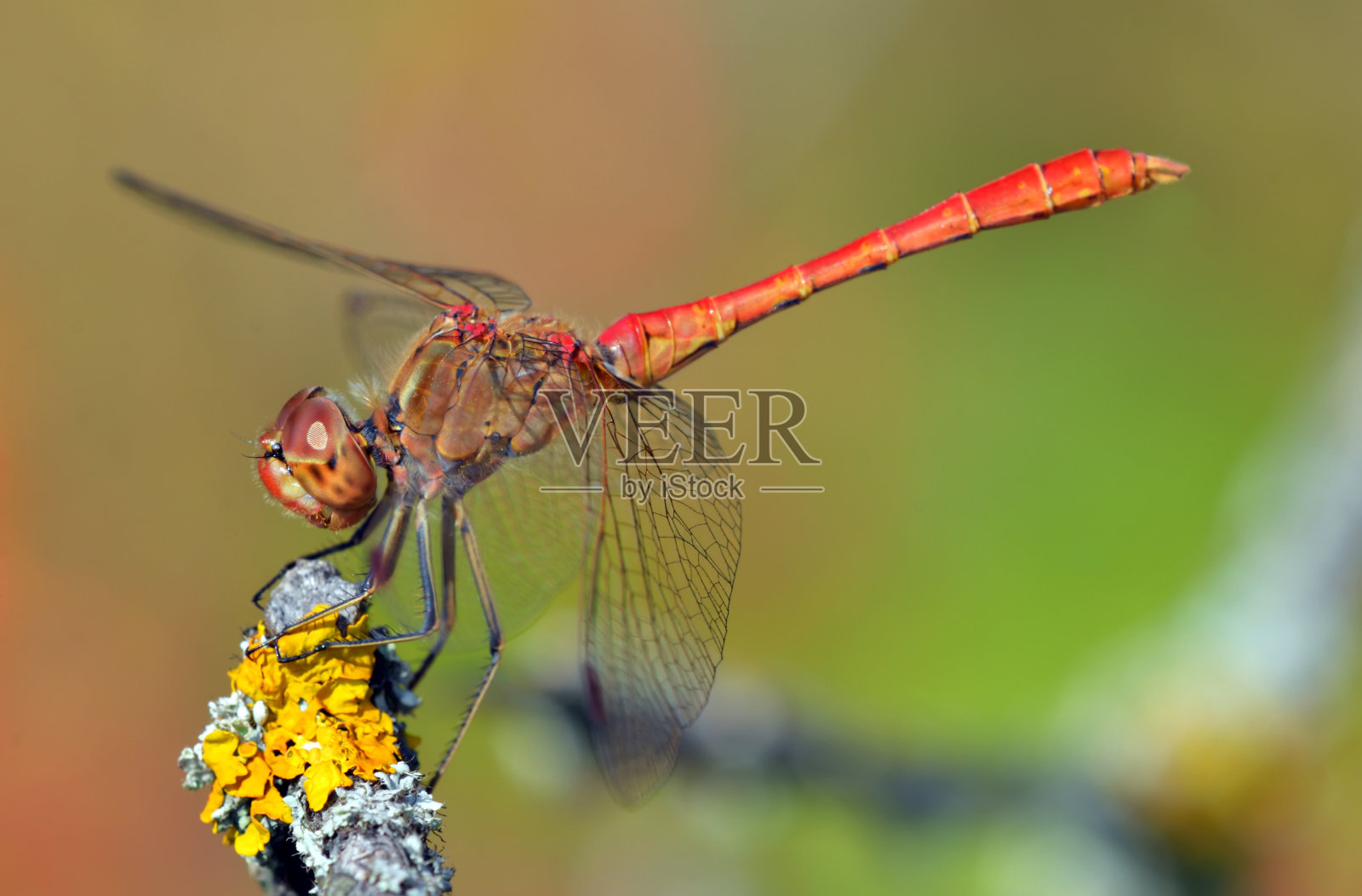 红蜻蜓在休息;sympetrum vulgatum照片摄影图片