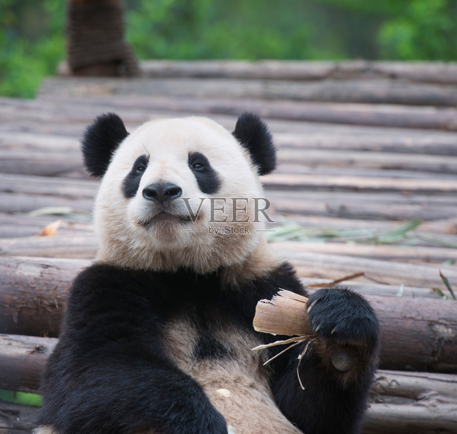 大熊猫的熊照片摄影图片