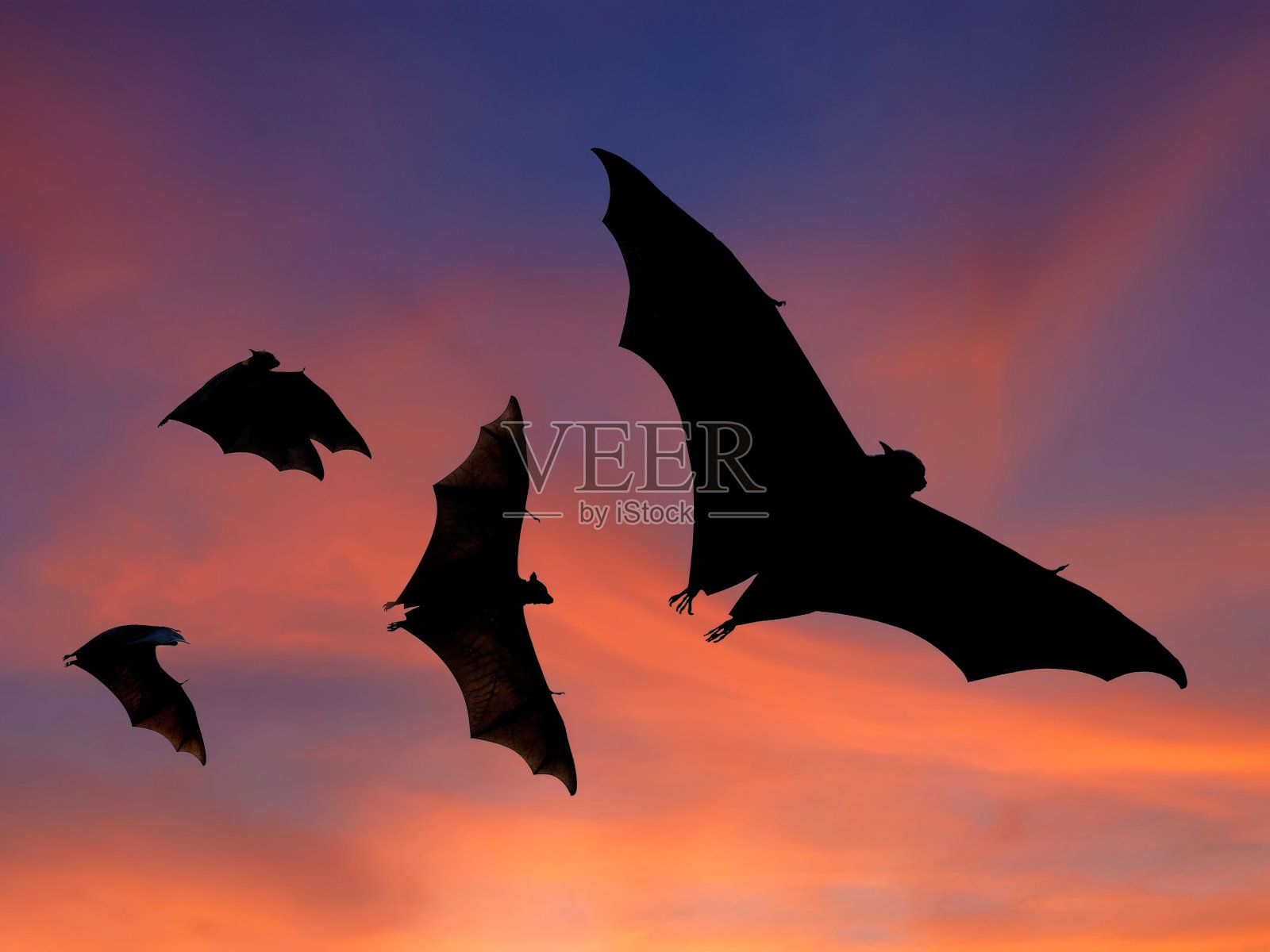 日落天空中的黑蝙蝠照片摄影图片