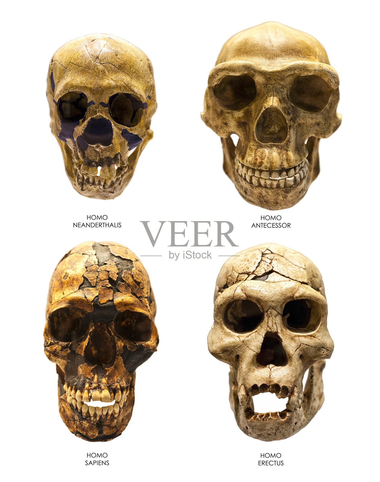 直立人、智人、尼安德特人和祖先的头骨化石照片摄影图片