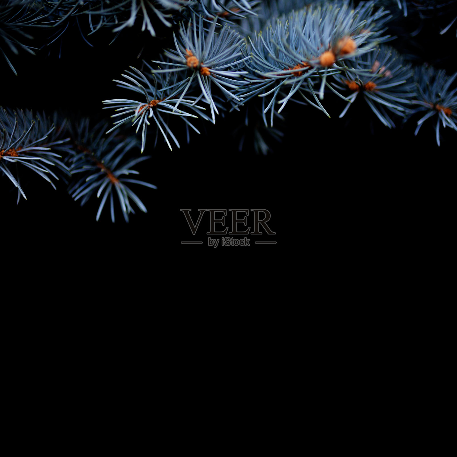 圣诞概念，银色云杉在黑色背景。照片摄影图片