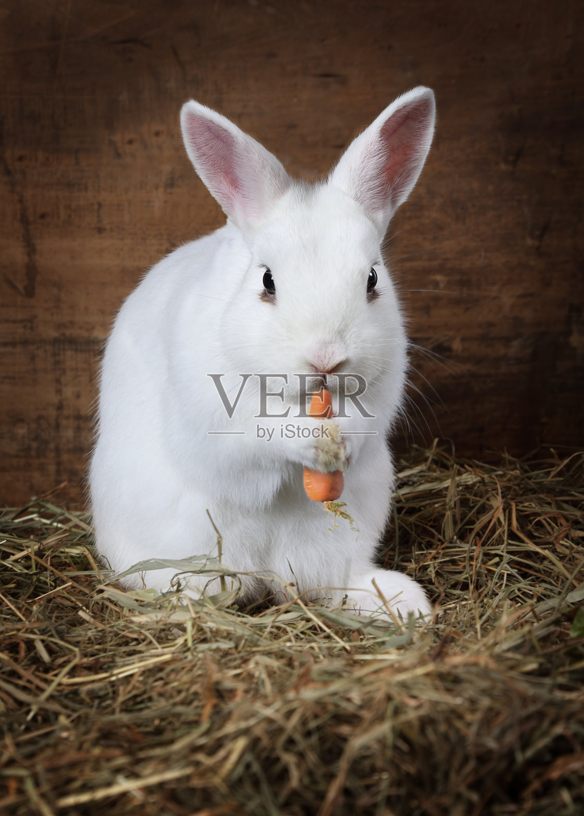 一只小棕兔正坐在篮子里吃蔬菜 篮子里有胡萝卜和莴苣 它放在 库存图片 - 图片 包括有 果子, 复活节: 157195257