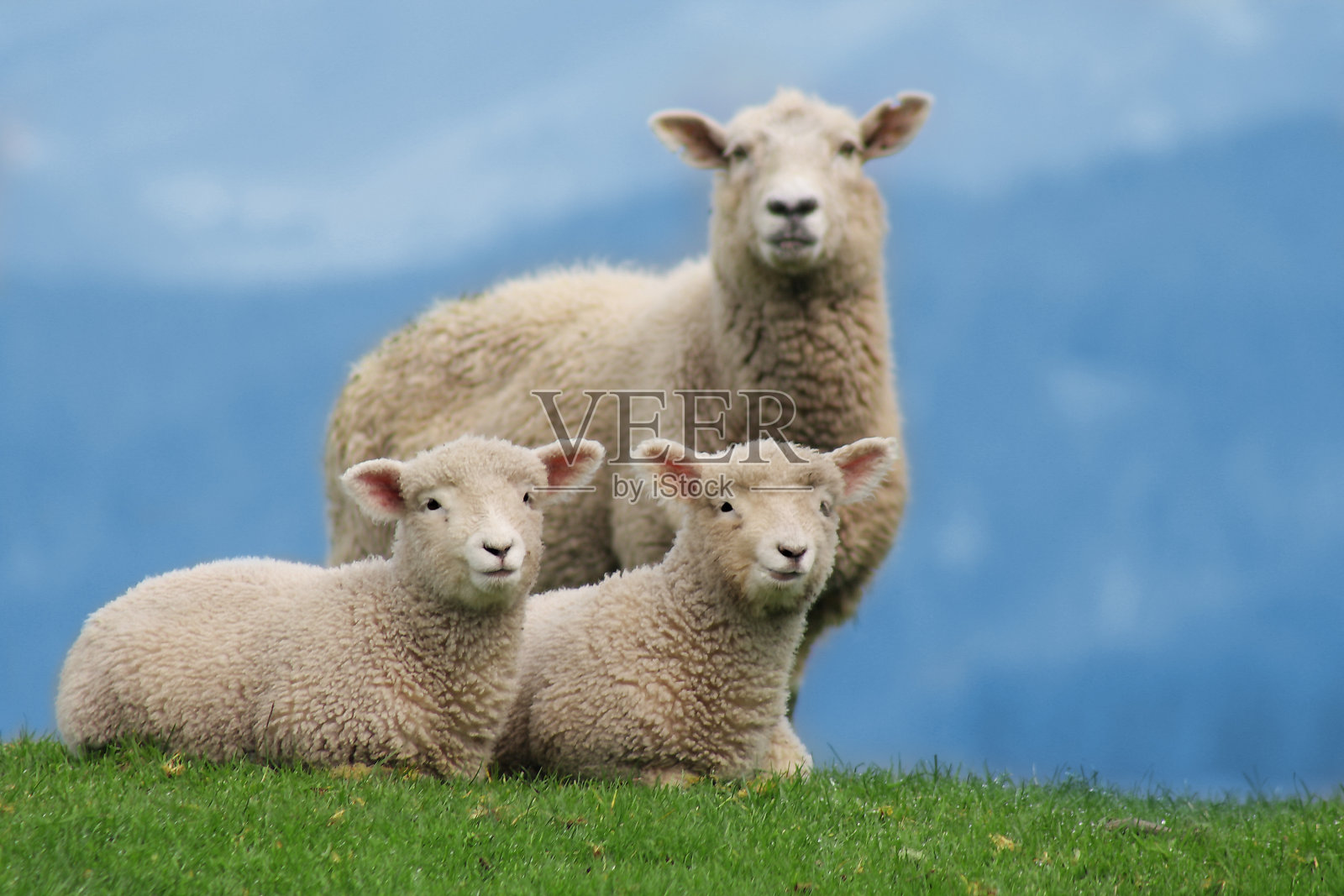 新西兰的绵羊家庭，和小羊羔照片摄影图片