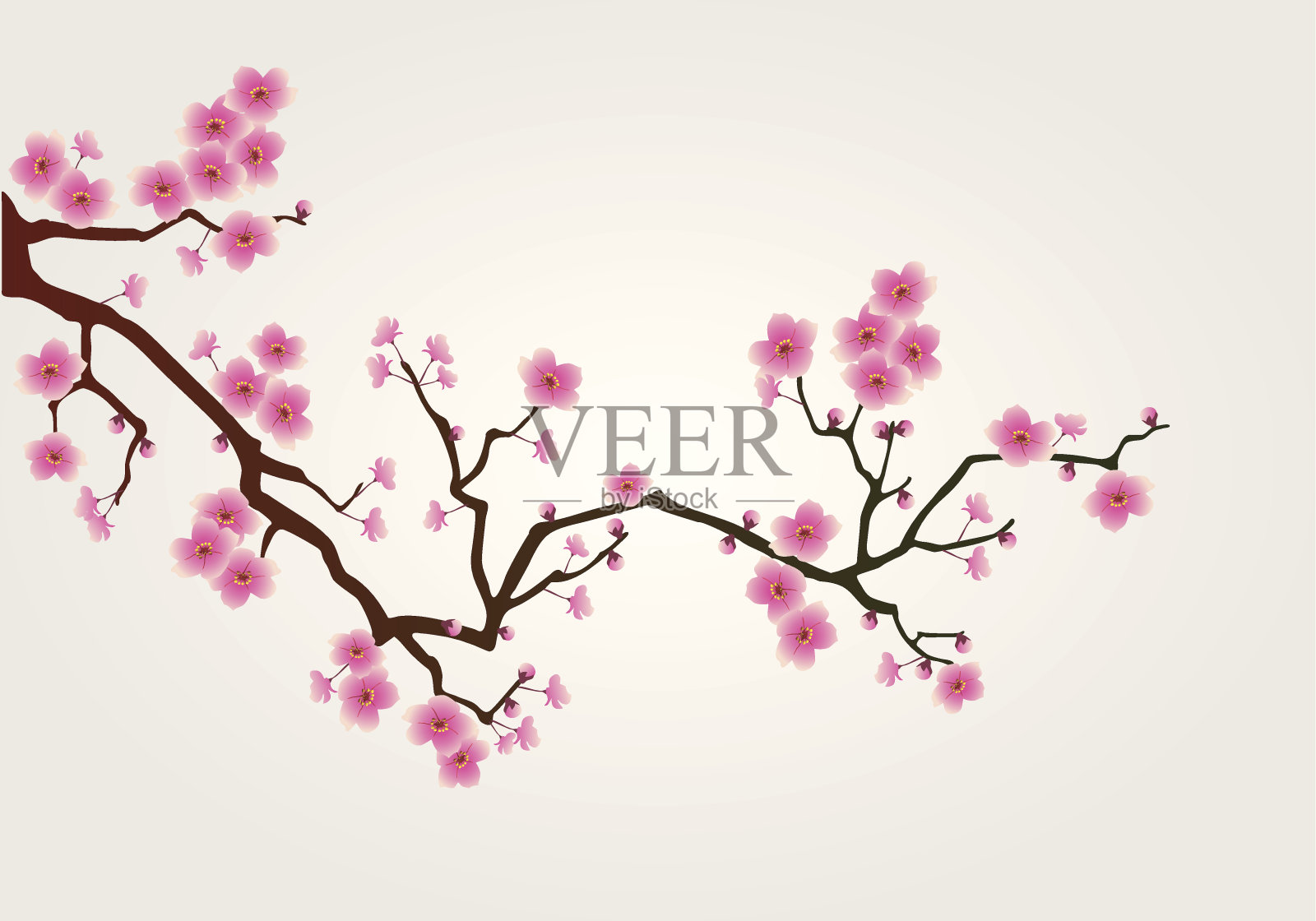 樱桃树开花插画图片素材
