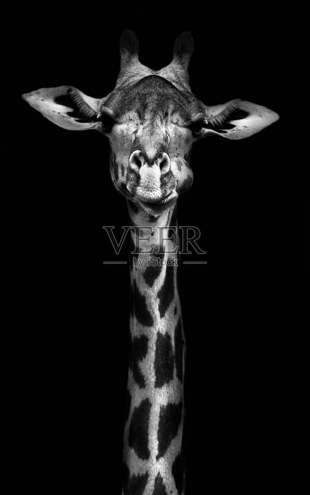 黑色和白色的长颈鹿照片摄影图片
