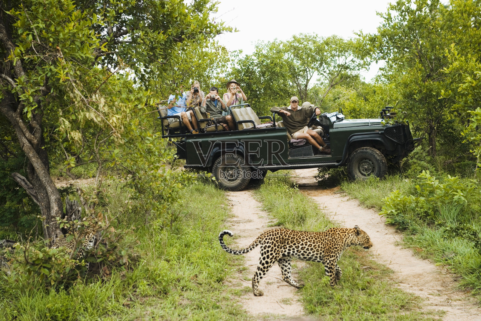 在游客的背景下，豹过马路照片摄影图片