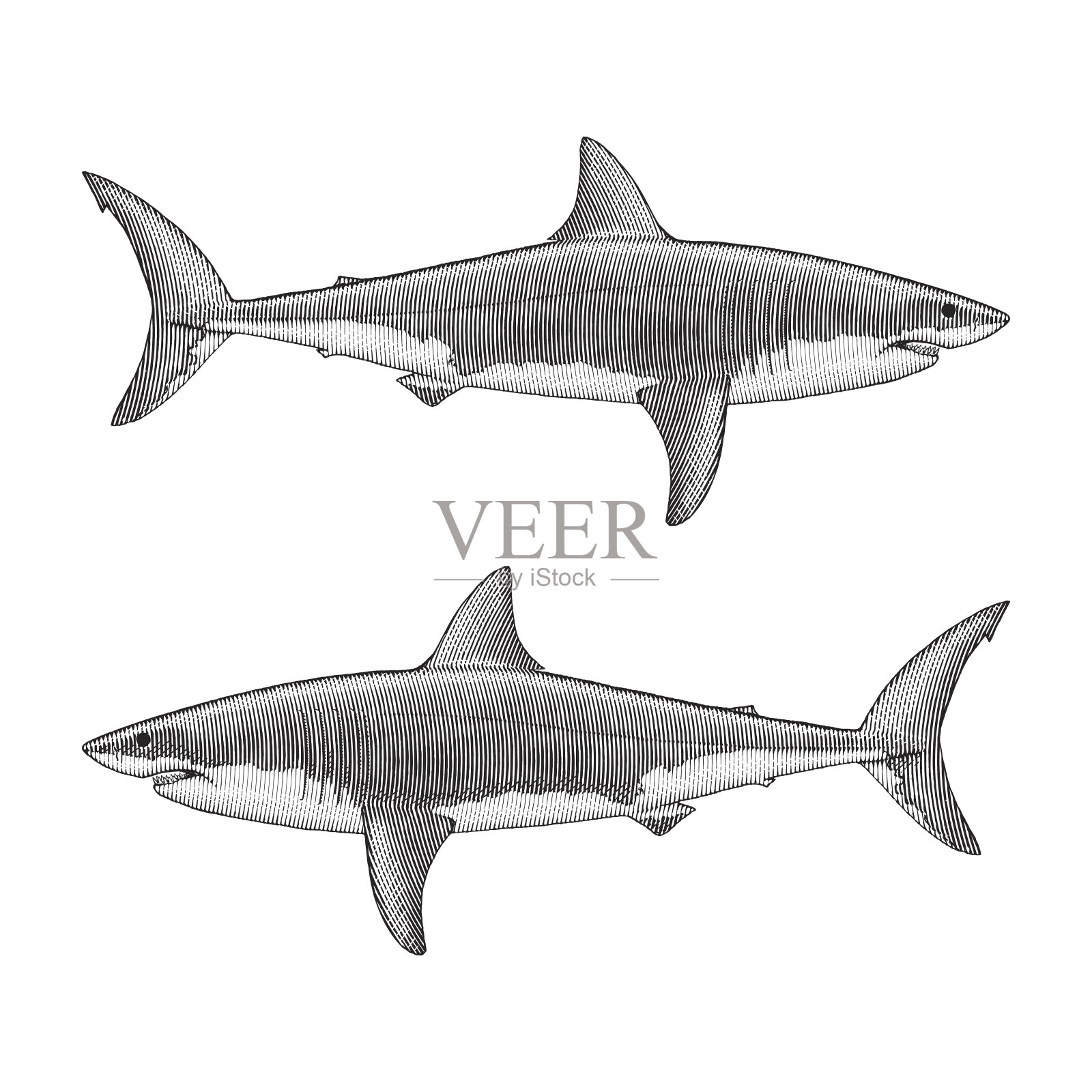 大白鲨插图插画图片素材