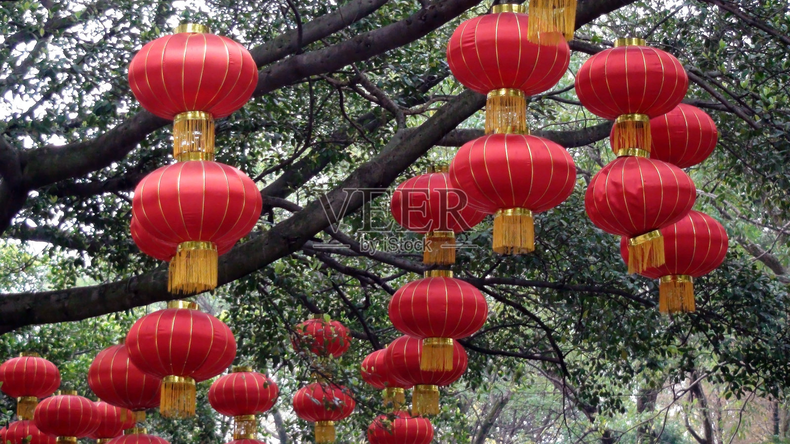桂林树上挂中国灯笼。中国照片摄影图片