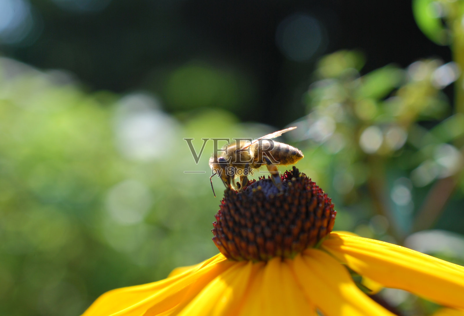 蜜蜂采集花蜜照片摄影图片