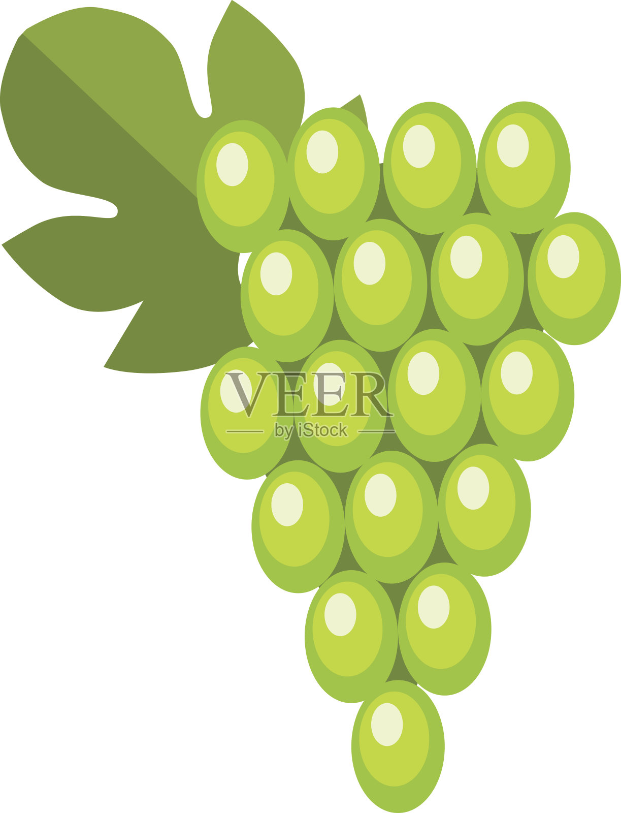绿色湿伊莎贝拉葡萄串向量。设计元素图片