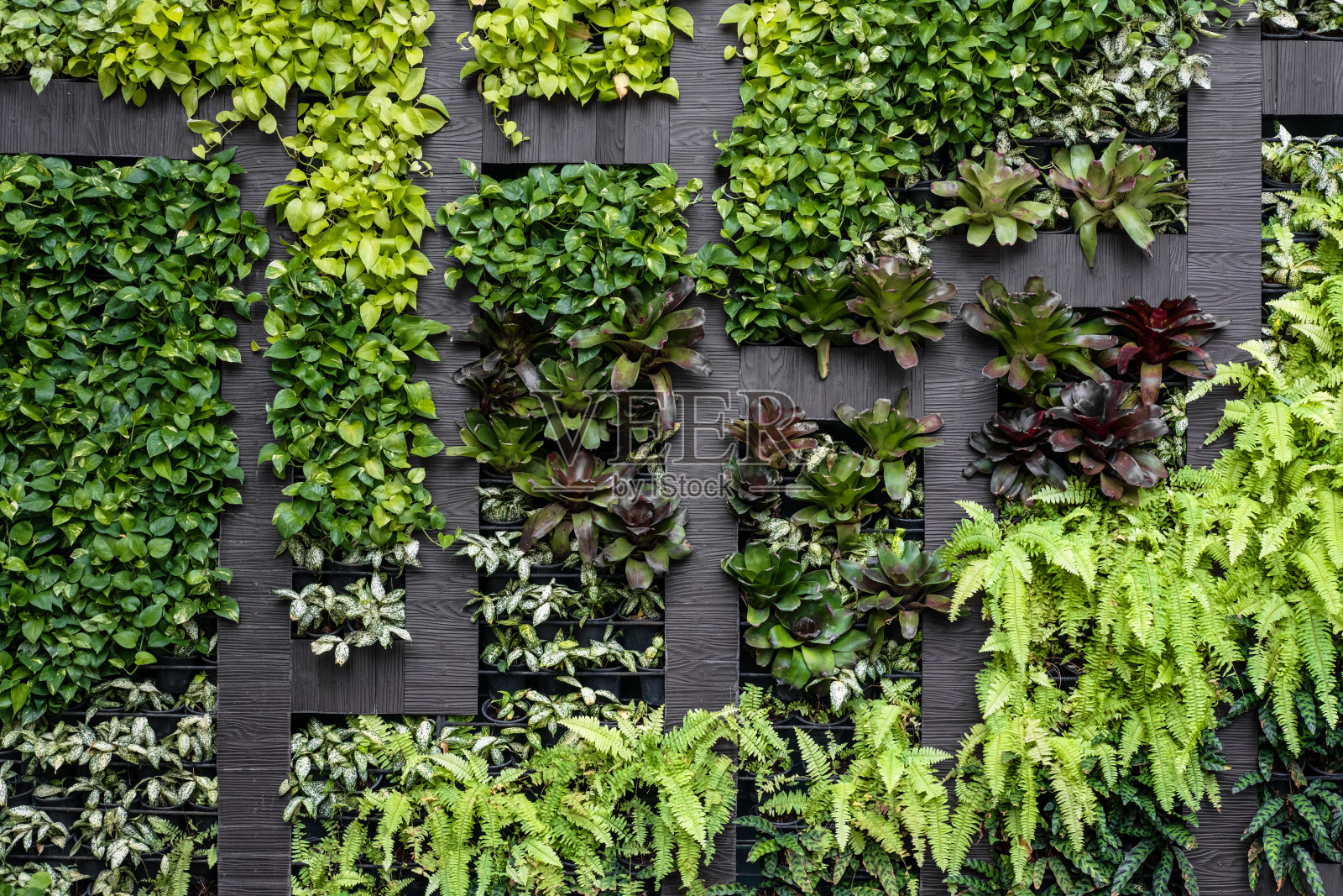 绿色墙体，生态垂直花园插画图片素材