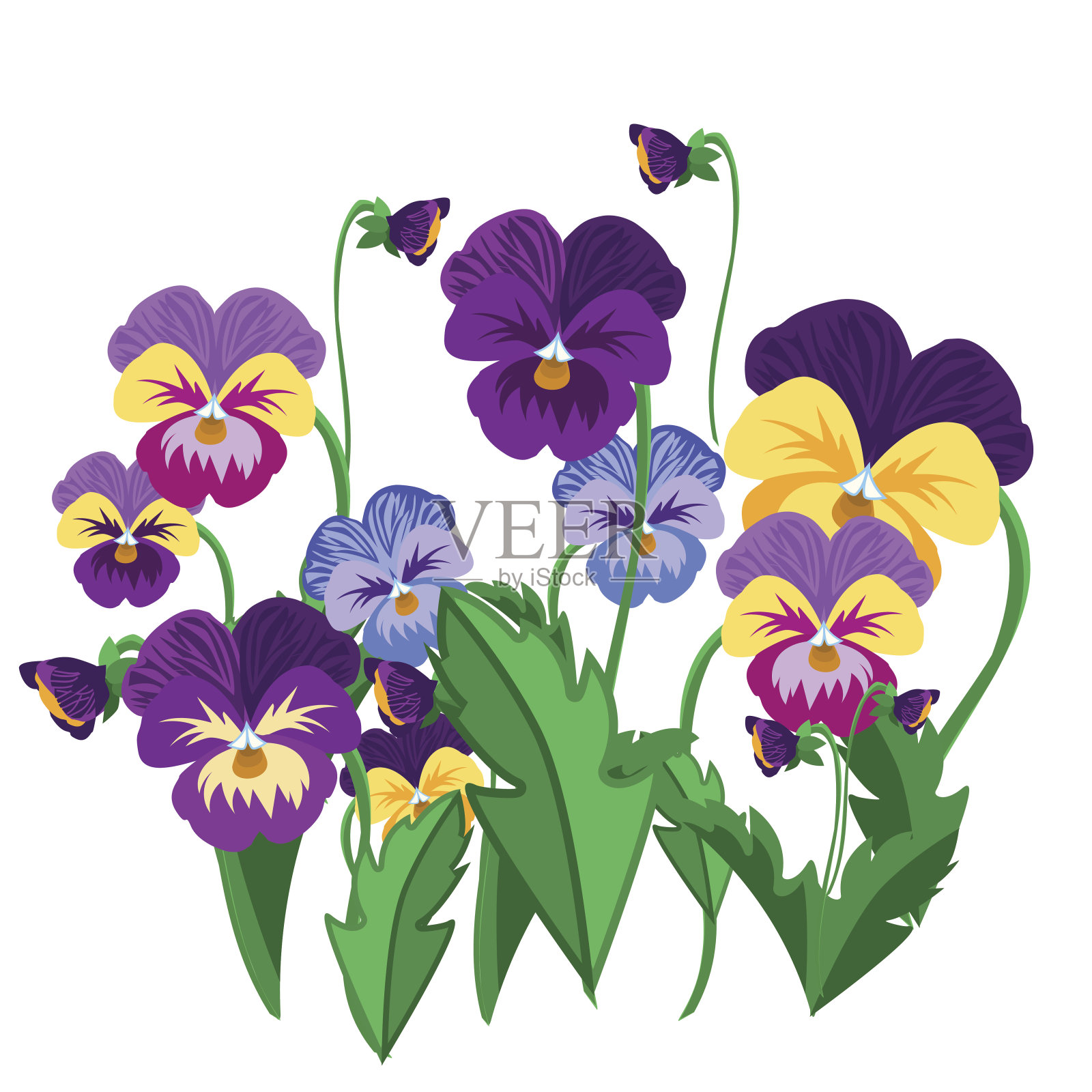 一套三色堇花紫罗兰开花花园植物矢量插图。插画图片素材