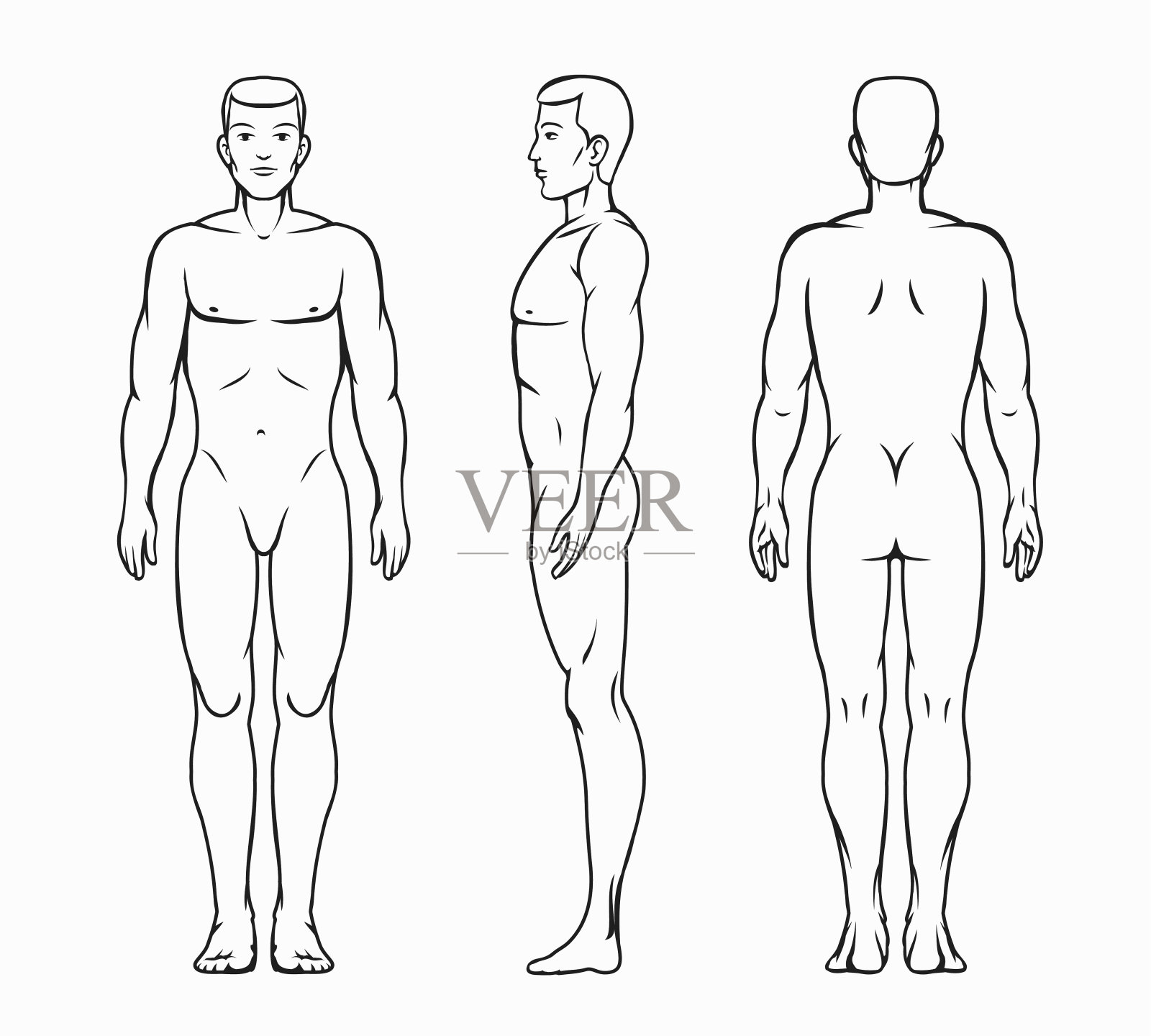 男性身体矢量图插画图片素材