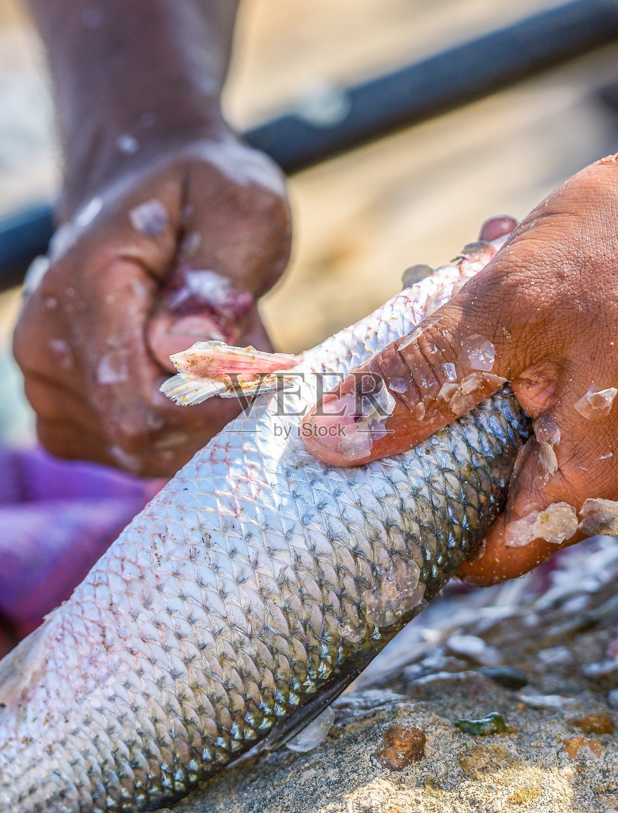 特写渔民的手清洗新鲜的鱼照片摄影图片