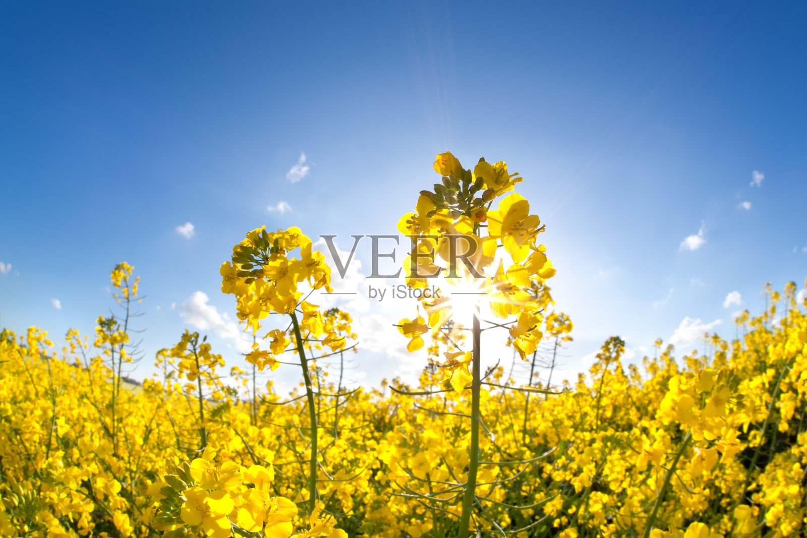 阳光洒在黄色的菜籽油花圃上照片摄影图片