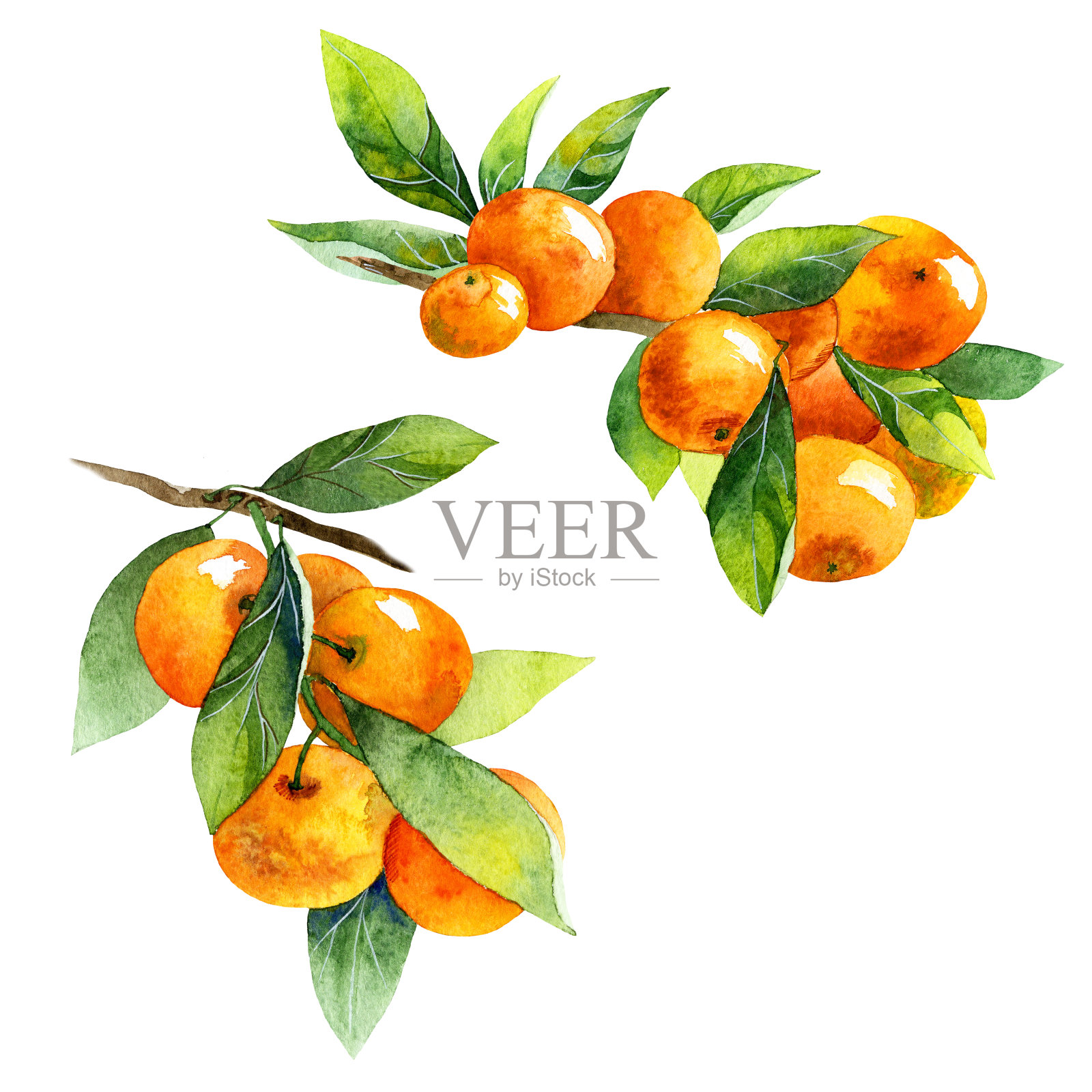 水彩水果橘子枝在白色的背景插画图片素材