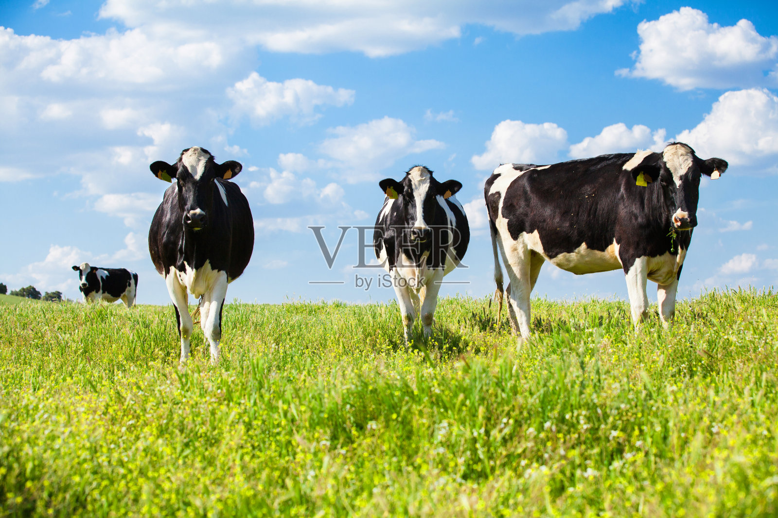 三头奶牛在乡下。照片摄影图片