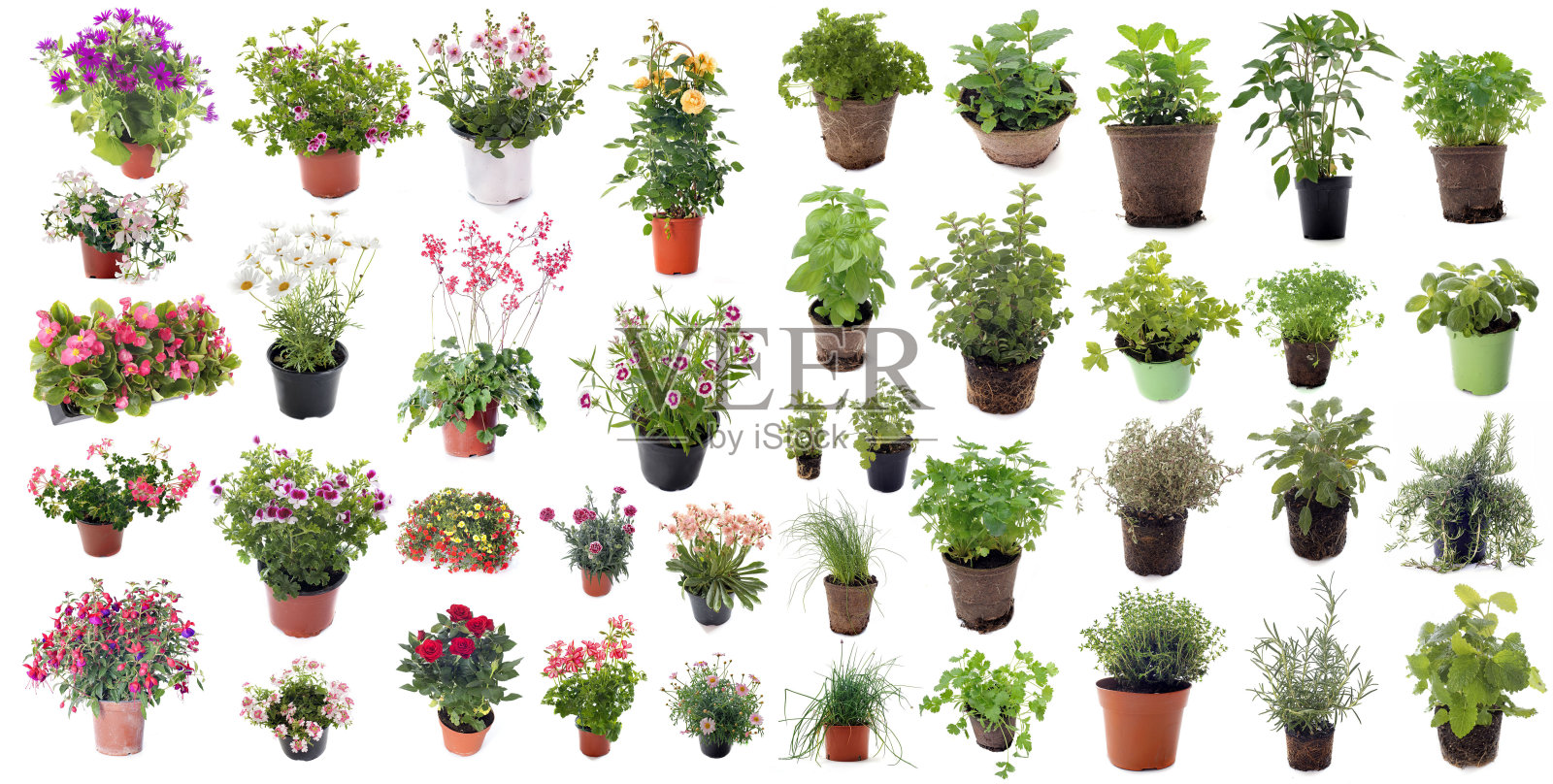 芳香药草和花卉植物照片摄影图片
