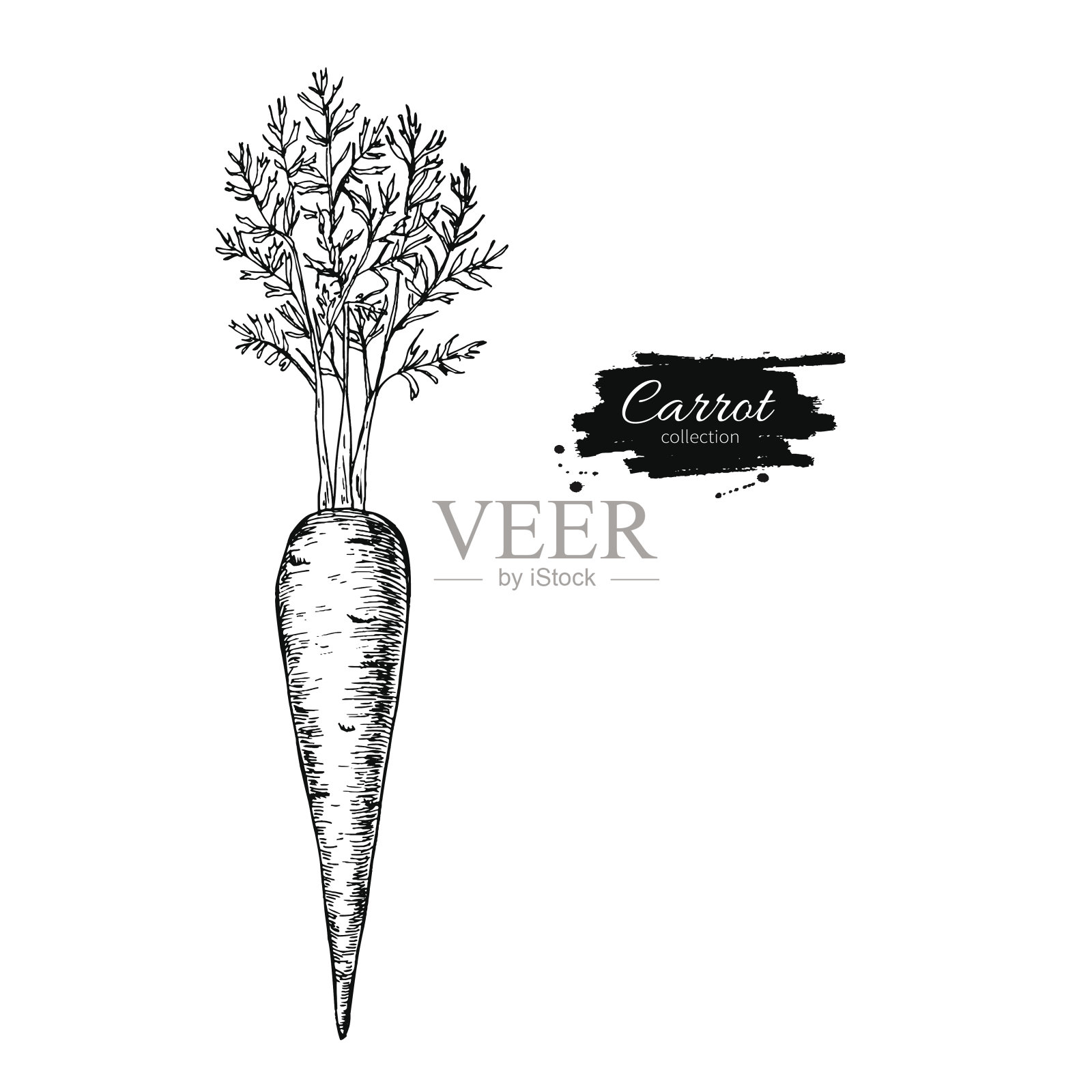 胡萝卜手绘矢量图。孤立的蔬菜engrav插画图片素材