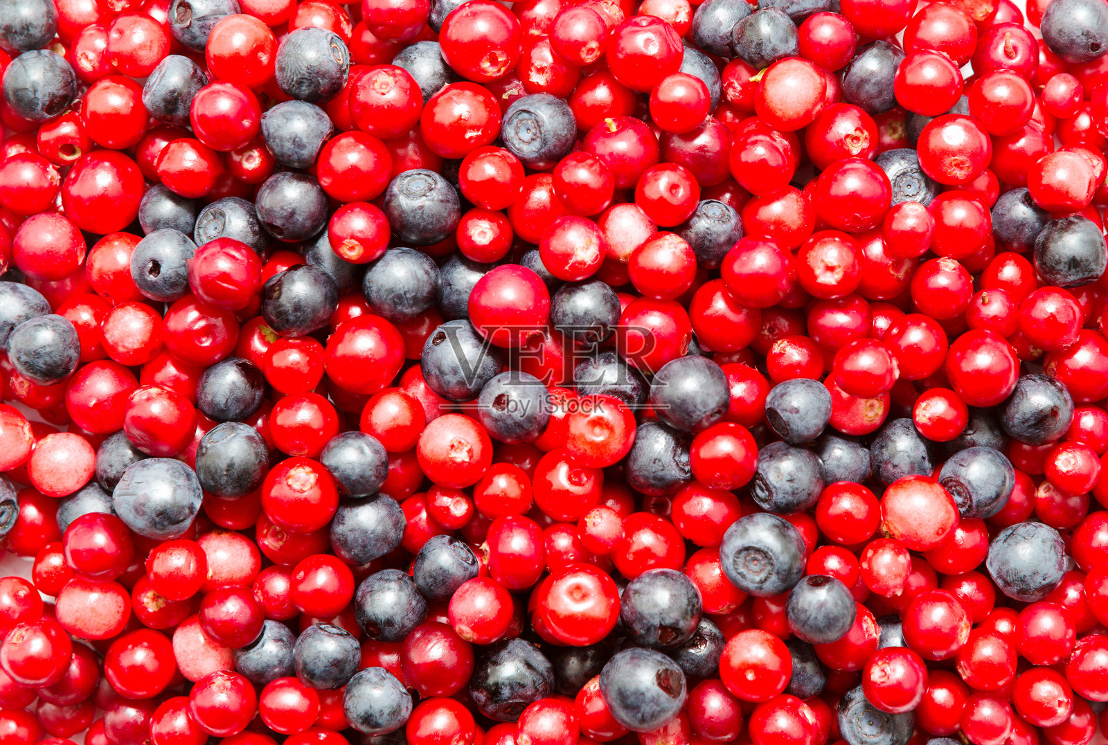 小红莓和bilberies照片摄影图片