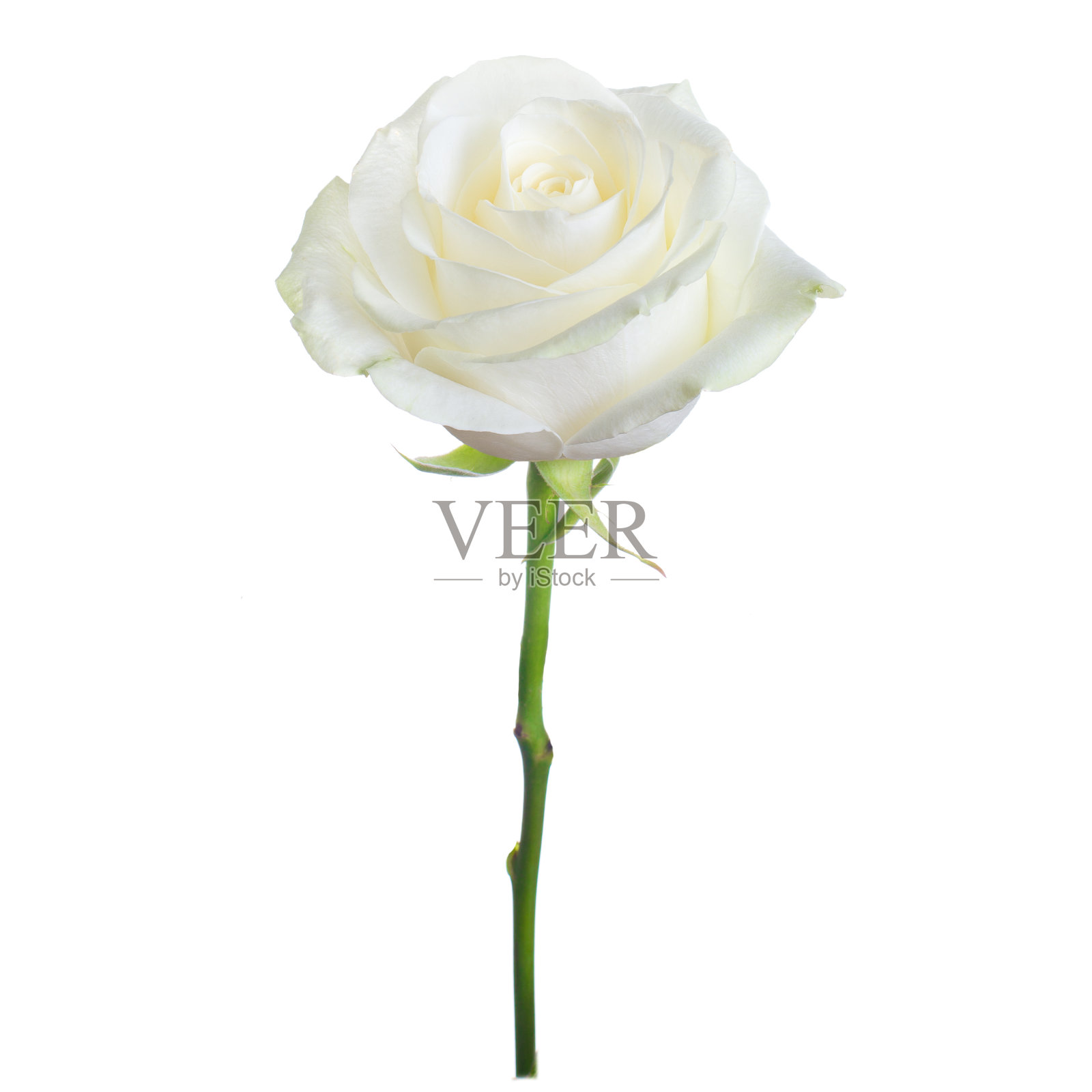 单一的白玫瑰照片摄影图片